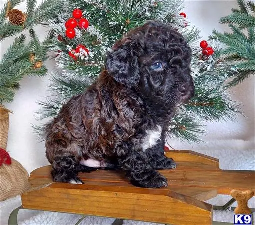 Poodle puppy for sale